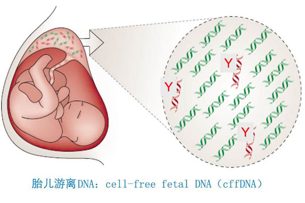 无创DNA