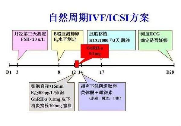 自然周期取卵介绍