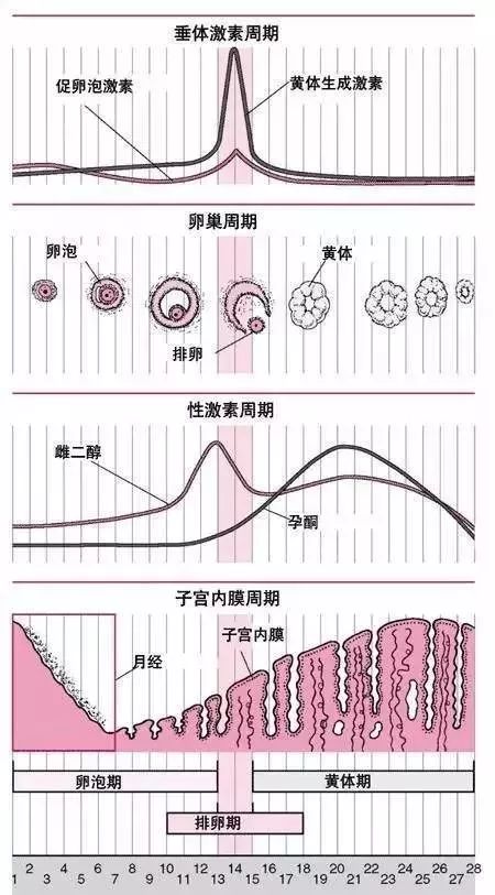 性激素六项