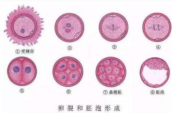 泰国医生介绍试管婴儿促排卵常见知识清点