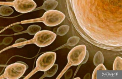 四川备孕试管婴儿知识_超级精子是什么，精子活力太高也会造成不育？